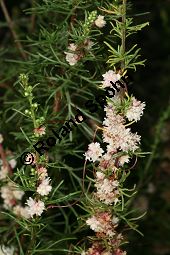 Thymian-Seide, Quendel-Seide, Cuscuta epithymum  auf Feld-Beifu, Artemisia campestris Kauf von 05154_cuscuta_epithymum_img_9353.jpg