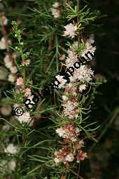 Thymian-Seide, Quendel-Seide, Cuscuta epithymum  auf Feld-Beifu, Artemisia campestris Kauf von 05154_cuscuta_epithymum_img_9354.jpg