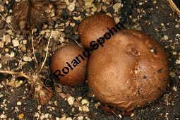 Kartoffel-Yam, Dioscorea bulbifera, Dioscorea sativa hort. Kauf von 05162_dioscorea_bulbifera_img_5000.jpg