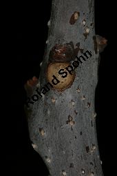 Prchtiger Trompetenbaum, Catalpa speciosa Kauf von 05211_catalpa_speciosa_img_5367.jpg