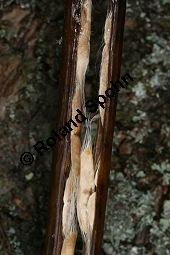 Prchtiger Trompetenbaum, Catalpa speciosa Kauf von 05211_catalpa_speciosa_img_5371.jpg