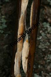 Prchtiger Trompetenbaum, Catalpa speciosa Kauf von 05211_catalpa_speciosa_img_5372.jpg