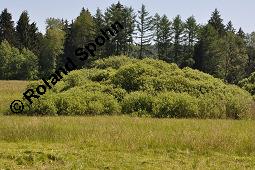 Grau-Weide, Salix cinerea Kauf von 05214_salix_cinerea_dsc_4606.jpg