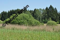 Grau-Weide, Salix cinerea Kauf von 05214_salix_cinerea_dsc_4619.jpg