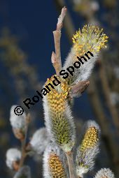 Grau-Weide, Salix cinerea Kauf von 05214_salix_cinerea_img_2681.jpg