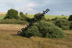 Grau-Weide, Salix cinerea Kauf von 05214salix_cinereaimg_4054.jpg