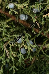 Chinesischer Wacholder, Juniperus chinensis Sorte, Cupressaceae, Juniperus chinensis Sorte, Chineischer Wacholder Sorte, fruchtend Kauf von 05241_juniperus_chinensis_img_7199.jpg