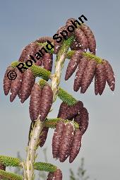 Kaukasus-Fichte, Morgenlndische Fichte, Sapindus-Fichte, Picea orientalis, Picea wittmanniana Kauf von 05257_picea_orientalis_dsc_4123.jpg
