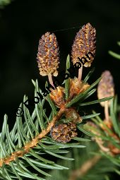 Schwarz-Fichte, Nordamerikanische Schwarz-Fichte, Picea mariana, Picea nigra, Picea brevifolia Kauf von 05304_picea_mariana_img_8254.jpg