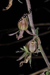 Acker-Glockenblume, Campanula rapunculoides, Campanulaceae, Campanula rapunculoides, Acker-Glockenblume, Rapunzelähnliche Glockenblume, Habitus blühend Kauf von 05332_campanula_rapunculoides_dsc_3446.jpg