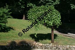 Weier Maulbeerbaum 'Pendula', Morus alba 'Pendula', Moraceae, Morus alba 'Pendula', Weier Maulbeerbaum 'Pendula', fruchtend Kauf von 05383_morus_alba_pendula_img_9268.jpg