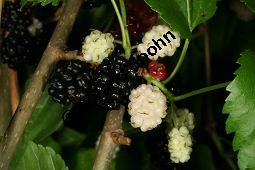 Weier Maulbeerbaum 'Pendula', Morus alba 'Pendula', Moraceae, Morus alba 'Pendula', Weier Maulbeerbaum 'Pendula', fruchtend Kauf von 05383morus_alba_pendulaimg_2785.jpg