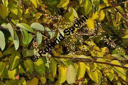 Japanische Berchemie, Berchemia racemosa, Rhamnaceae, Berchemia racemosa, Japanische Berchemie, fruchtend Kauf von 05421_berchemia_racemosa_dsc_0914.jpg