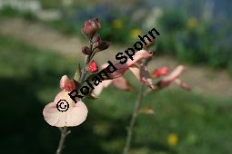Pfirsich-Salbei, Salvia greggii, Lamiaceae, Salvia greggii, Pfirsich-Salbei, Blhend Kauf von 05453salvia_greggii_img_1724.jpg