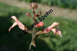 Pfirsich-Salbei, Salvia greggii, Lamiaceae, Salvia greggii, Pfirsich-Salbei, Blhend Kauf von 05453salvia_greggii_img_1725.jpg