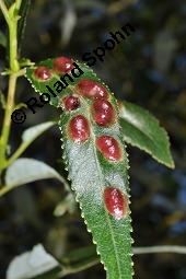 Bruch-Weide, Salix fragilis Kauf von 05493_salix_fragilis_dsc_4281.jpg