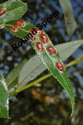 Bruch-Weide, Salix fragilis Kauf von 05493_salix_fragilis_dsc_4282.jpg
