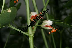 Bohnenhnliches Jochblatt, Zygophyllum fabago Kauf von 05494_zygophyllum_fabago_img_8727.jpg