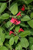 Strauch-Salbei, Salvia heerii, Lamiaceae, Salvia heerii, Strauch-Salbei, Blhend Kauf von 05499_salvia_heerii_img_9833.jpg