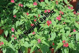 Strauch-Salbei, Salvia heerii, Lamiaceae, Salvia heerii, Strauch-Salbei, Blhend Kauf von 05499_salvia_heerii_img_9834.jpg