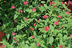 Strauch-Salbei, Salvia heerii, Lamiaceae, Salvia heerii, Strauch-Salbei, Blhend Kauf von 05499_salvia_heerii_img_9835.jpg