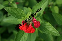 Strauch-Salbei, Salvia heerii, Lamiaceae, Salvia heerii, Strauch-Salbei, Blhend Kauf von 05499salvia_heeriiimg_2270.jpg