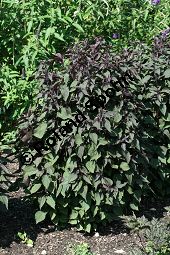 Schwarznessel, Perilla frutescens, Lamiaceae, Perilla frutescens, Schwarznessel, Perilla, Blühend Kauf von 05514perilla_frutescensimg_2863.jpg