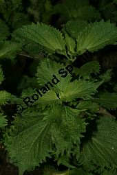 Schwarznessel, Perilla frutescens, Lamiaceae, Perilla frutescens, Schwarznessel, Perilla, Blühend Kauf von 05514perilla_frutescensimg_3558.jpg