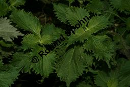 Schwarznessel, Perilla frutescens, Lamiaceae, Perilla frutescens, Schwarznessel, Perilla, Blühend Kauf von 05514perilla_frutescensimg_3559.jpg