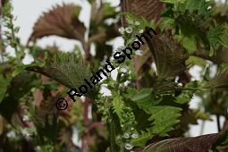 Schwarznessel, Perilla frutescens, Lamiaceae, Perilla frutescens, Schwarznessel, Perilla, Blühend Kauf von 05514perilla_frutescensimg_4218.jpg