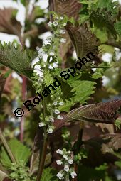 Schwarznessel, Perilla frutescens, Lamiaceae, Perilla frutescens, Schwarznessel, Perilla, Blühend Kauf von 05514perilla_frutescensimg_4219.jpg