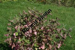 Schwarznessel, Perilla frutescens, Lamiaceae, Perilla frutescens, Schwarznessel, Perilla, Blühend Kauf von 05514perilla_frutescensimg_4299.jpg