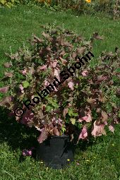 Schwarznessel, Perilla frutescens, Lamiaceae, Perilla frutescens, Schwarznessel, Perilla, Blühend Kauf von 05514perilla_frutescensimg_4300.jpg