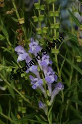 Baikal-Helmkraut, Chinesisches Helmkraut, Scutellaria baicalensis, Scutellaria macrantha Kauf von 05515_scutellaria_baicalensis_img_3636.jpg