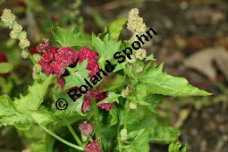 Kopfiger Erdbeerspinat, Chenopodium capitatum, Blitum capitatum Kauf von 05560_chenopodium_capitatum_img_4092.jpg