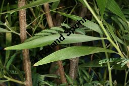 Schwarzholz-Akazie, Acacia melanoxylon, Mimosaceae, Acacia melanoxylon, Schwarzholz-Akazie, fruchtend Kauf von 05641_acacia_melanoxylon_img_1180.jpg