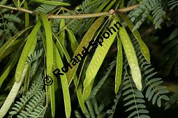 Schwarzholz-Akazie, Acacia melanoxylon, Mimosaceae, Acacia melanoxylon, Schwarzholz-Akazie, fruchtend Kauf von 05641acacia_melanoxylonimg_4913.jpg