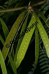 Schwarzholz-Akazie, Acacia melanoxylon, Mimosaceae, Acacia melanoxylon, Schwarzholz-Akazie, fruchtend Kauf von 05641acacia_melanoxylonimg_4914.jpg