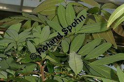 Longan, Longanpflaume, Drachenauge, Dimocarpus longan; Nephelium longanum, Euphoria longana Kauf von 05679_dimocarpus_longan_img_4993.jpg