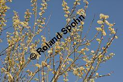 Kbler-Weide, Salix x smithiana, Salicaceae, Salix x smithiana, Kbler-Weide, mnnlich blhend Kauf von 05708_salix_smithiana_dsc_2014.jpg