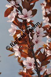 Kirsch-Pflaume 'Nigra', Kirschpflaume 'Nigra', Prunus cerasifera 'Nigra' Kauf von 05711_prunus_cerasifera_nigra_dsc_3242.jpg