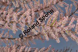 Kleinbltige Tamariske, Tamarix parviflora Kauf von 05729_tamarix_parviflora_dsc_3831.jpg