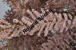 Kleinbltige Tamariske, Tamarix parviflora Kauf von 05729_tamarix_parviflora_dsc_3832.jpg