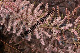 Kleinbltige Tamariske, Tamarix parviflora Kauf von 05729_tamarix_parviflora_dsc_3833.jpg