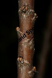 Kleinbltige Tamariske, Tamarix parviflora Kauf von 05729_tamarix_parviflora_img_2147.jpg