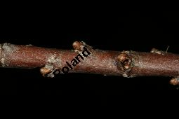 Kleinbltige Tamariske, Tamarix parviflora Kauf von 05729_tamarix_parviflora_img_2149.jpg