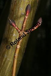 Roter Schlangenhaut-Ahorn, Acer capillipes Kauf von 05739_acer_capillipes_img_6026.jpg