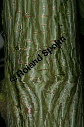 Davids Schlangenhaut-Ahorn, Acer davidii ssp. davidii Kauf von 05763acer_davidiiimg_8751.jpg