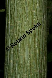 Davids Schlangenhaut-Ahorn, Acer davidii ssp. davidii Kauf von 05763acer_davidiiimg_8753.jpg