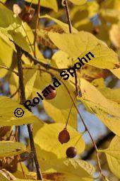 Amerikanischer Zürgelbaum, Celtis occidentalis Kauf von 05764_celtis_occidentalis_dsc_0894.jpg